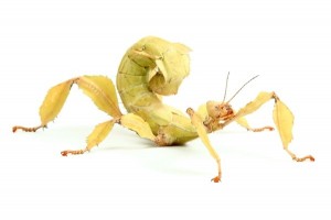 Extatosoma tiaratum, adultes